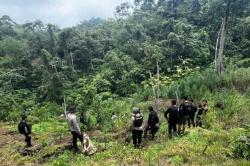 Polisi Kejar 4 DPO usai Bongkar Ladang Ganja 20 Hektare di Empat Lawang<