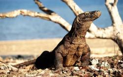 Indonesia Pinjamkan Sepasang Komodo ke Kebun Binatang Jepang, Ditukar Panda Merah