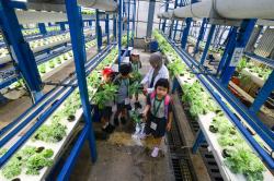 Belajar Sistem Pertanian Hidroponik Sejak Dini