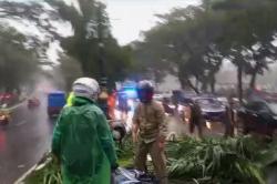 Detik-Detik Pohon Tumbang di Cibinong Bogor, Pengendara Motor Tewas Tertimpa