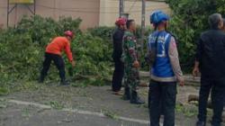 Pohon Tumbang Diterjang Angin Kencang di Cimahi Timpa 11 Orang, PKL hingga Siswa SD<