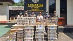 Penyelundupan 620 Burung Digagalkan di Pelabuhan Bakauheni Lampung, Akan Dibawa ke Jawa<