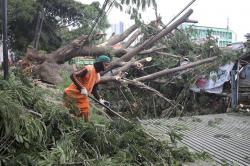Pohon Tumbang Timpa Warung di Rawamangun