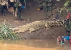 Heboh Buaya Putih Muncul di Sungai Cisadane Tangerang, Begini Penampakannya
