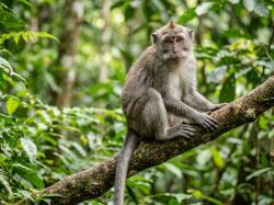 Malaysia Diserang Penyakit Monkey Malaria, 1 Orang Meninggal Dunia