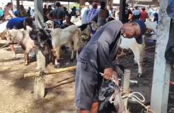 Jelang Iduladha, Kambing Kurban Ramai-Rami Bersolek ke Salon Hewan di Cilacap<