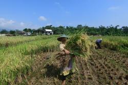Potret Petani Panen Padi di Bogor