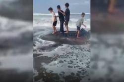 Hiu Tutul Sepanjang 6,5 Meter Mati Terdampar di Pantai Kenari Cilacap<