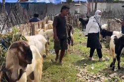 Jelang Idul Adha 1447 H, Penjualan Kambing Kurban di Tuban Melonjak 70 Persen<