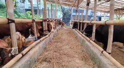 Harga Sapi Kurban di Bandung Naik Rp2 Juta Jelang Iduladha, Pembelian Tetap Tinggi<