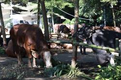 Prabowo Kembali Salurkan Hewan Kurban untuk Warga Hambalang, 1 Sapi per RW