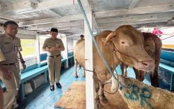 49 Hewan Kurban Dikirim ke Kepulauan Seribu, Sapi hingga Domba Naik Kapal