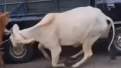 Viral! Sapi Mengamuk di Pasar Hewan Pasuruan, Sempat Masuk Area Minimarket dan Hajatan