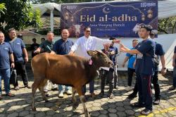 Iduladha 1447 H, BRI Area Warung Buncit Kurbankan 2 Sapi dan 7 Kambing