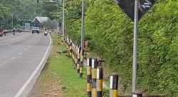 Waspada Melintas di Jalan Nasional Probolinggo–Situbondo, Ada Kawanan Monyet Berkeliaran