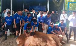 Partai Demokrat Kurbankan 63 Ekor Sapi, Ada Milik SBY hingga AHY