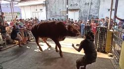 Penyembelihan Sapi Kurban Jumbo Sapu Jagad di Kendal Dramatis, Tali Putus Saat  Dirobohkan