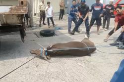 Dramatis! Sapi Lepas saat Hendak Dikurbankan di Tangerang, Damkar Turun Tangan