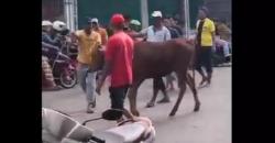 Sapi Kurban Mengamuk di Jalan Raya Bangkalan Saat Dibawa ke Pemotongan, Lalu Lintas Tersendat