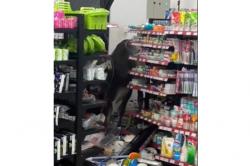 Sapi Kurban Mengamuk Masuk Minimarket di Bogor, Kejar Warga hingga Rusak Kendaraan