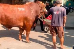 Viral Masjid Dekat Rumah Amien Rais Dapat Sapi Kurban 1,1 Ton Bertuliskan TIW, Siapa Pengirimnya?