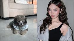 Geger! Jule Mendadak Pelihara Anjing usai Diisukan Hamil Anak Safrie