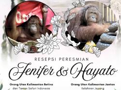 Viral KBRI Tokyo Umumkan Resepsi Pernikahan Orang Utan Kalimantan di Tobe Zoo Jepang