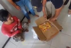 Bareskrim Polri Bongkar Peredaran 5,2 Kg Ganja, Paket Disamarkan dalam Kardus Mi Instan