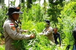 Heboh! Ladang Ganja 2 Hektare di Aceh Utara, 3.000 Batang Tanaman Dimusnahkan