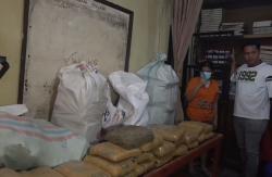 Sejoli Jadi Kurir Narkoba Ditangkap usai Kecelakaan Bawa Ganja 113 Kg di Tapanuli Utara