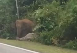 Pilu! Induk Gajah Tolak Tinggalkan Anaknya yang Mati Ditabrak Mobil di Jalanan