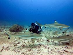 Menjelajahi Morotai, dari Laut Biru hingga Jejak Perang Dunia II