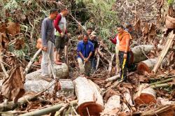 Satreskim Polres Aceh Singkil OTT Pelaku Penebangan Liar