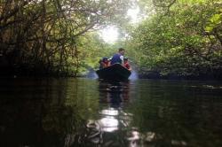 Jelajah Hutan Bakau Pulau Bintan
