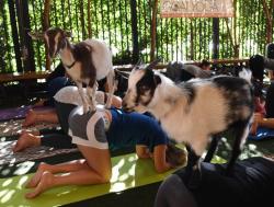 Yoga Bersama Kambing Jadi Rutinitas Warga AS