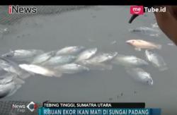 Ribuan Ikan di Sungai Padang Mati Mendadak
