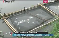 Tercemar Limbah Pabrik, Ratusan Petani Ikan di Bantaran Sungai Padang Rugi