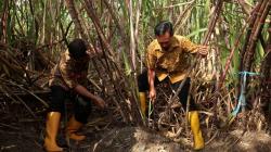 PTPN X Tebang Perdana Tebu Varietas Bulubawang Program T-200