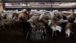 Indonesia Ekspor 60 Ribu Ekor Domba ke Malaysia