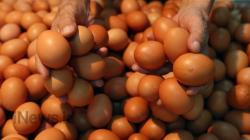 Ikut Melambung, Harga Telur di Bogor Pun Kini Rp30.000 per Kilogram