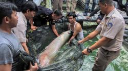 Ikan Arapaima Berukuran 2 Meter Milik Warga Disita DKP Provinsi Riau