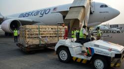 Pemerintah Ekspor 5.000 Ekor Domba ke Malaysia Setiap Bulan