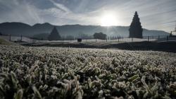 Foto Indahnya Pemandangan Kebun Sayur Dieng Diselimuti Embun Beku