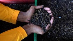 Surabaya Gunakan Teknologi Ulat untuk Pengolahan Sampah Organik