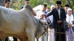 Usai Salat Idul Adha, Presiden Jokowi Serahkan Sapi 1,4 Ton