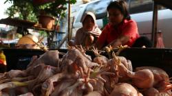 Kemendag Ubah Peraturan Harga Acuan Ayam dan Telur