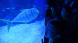 Jakarta Akuarium Jadi Destinasi Wisata Baru Ibu Kota