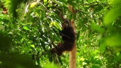 Momen Pelepasan Orangutan ke Alam Liar di Hutan Kalimantan Timur