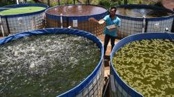 Peternak Tingkatkan Produktivitas Ikan Lele dengan Metode Kolam Bioflok
