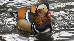 Tampilan Mencolok Bebek Mandarin Jadi Pusat Perhatian Warga New York